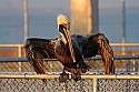 _MG_2587 brown pelican fishing.jpg