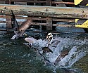_MG_2640 brown pelicans fishing.jpg