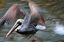 _MG_2649 brown pelicans.jpg