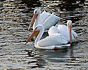 _MG_2653 white pelicans.jpg