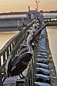 _MG_2665 brown pelican drying off.jpg