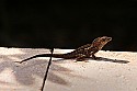 _MG_2818 lizard.jpg