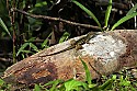 _MG_2854 lizard on debris.jpg