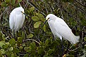 _MG_2941 snowy egrets.jpg