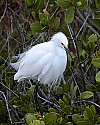 _MG_3026 snowy egret in mangrove.jpg