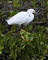 _MG_3082 snowy egret on mangrove.jpg