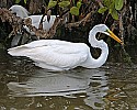 _MG_3096 great egret with two fish.jpg