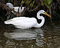 _MG_3097 great egret with two minnows.jpg