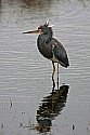 _MG_3280 tri-colored heron.jpg