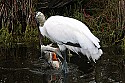 _MG_3338 wood stork eatin fish.jpg