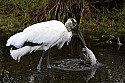 _MG_3358 wood stork eating fish.jpg