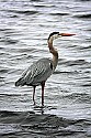 _MG_3736 great blue heron.jpg