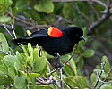 _MG_3805 red-winged blackbird.jpg
