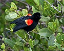 _MG_3811 red-winged blackbird.jpg