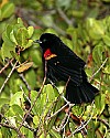 _MG_3815 red-winged blackbird in the rain.jpg