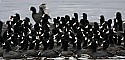 _MG_3864 a raft of American Coots.jpg