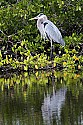 _MG_3924 great blue heron on mangrove.jpg