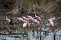 _MG_3983 glossy ibis with roseate spoonbills.jpg