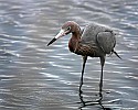 _MG_4055 reddish egret.jpg