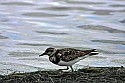 _MG_4146 might be turnstone.jpg