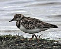 _MG_4149 might be turnstone.jpg