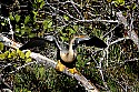 _MG_5689 female anhinga-breeding plummage.jpg
