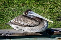 _MG_5770 immature brown pelican.jpg