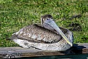 _MG_5783 immature brown pelican.jpg