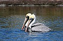 _MG_5825 brown pelicans.jpg