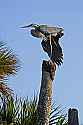 _MG_3664 great blue heron stretching.jpg