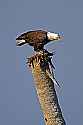 _MG_4252 bald eagle eating a bird of some kind.jpg