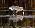 _MG_5498 great blue heron iwh fish.jpg