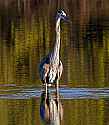 _MG_5653 great blue heron.jpg