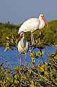 _MG_5751 whtie ibis.jpg