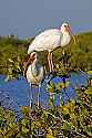 _MG_5753 hite ibis.jpg