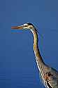 _MG_5900 great blue heron.jpg