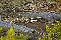 _MG_6326 two large alligators.jpg