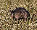 _MG_6364 armadillo.jpg