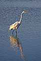 _MG_6372 great white egret.jpg