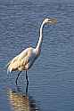 _MG_6373 great white egret.jpg