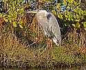 _MG_6385 great blue heron.jpg