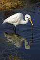 _MG_6537 great white egret.jpg