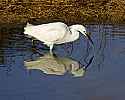 _MG_6554 snowy egret.jpg