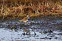 _MG_6862 killdeer.jpg