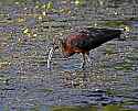 _MG_7102 glossy ibis.jpg