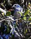 _MG_7788 scrub jay.jpg