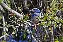 _MG_7796 scrub jay.jpg