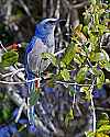 _MG_7828 scrub jay.jpg