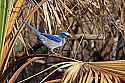 _MG_7851 scrub jay.jpg