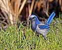 _MG_7900 scrub jay.jpg